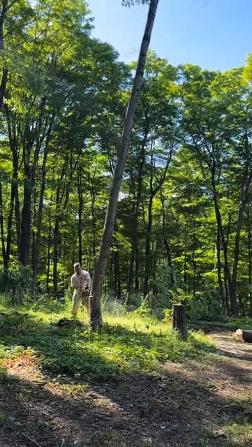 Sunlit green woodland with tall trees and a blue sky.