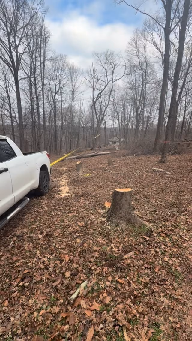 A white vehicle, tree stumps and leaf-covered ground in winter woodland.